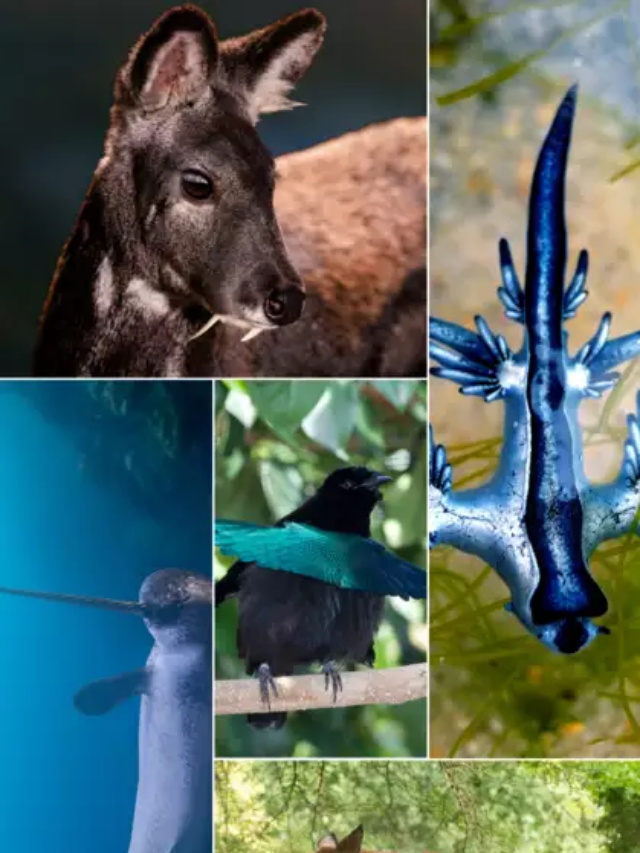 Google releases SpeciesNet